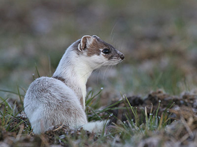 furet2.jpg