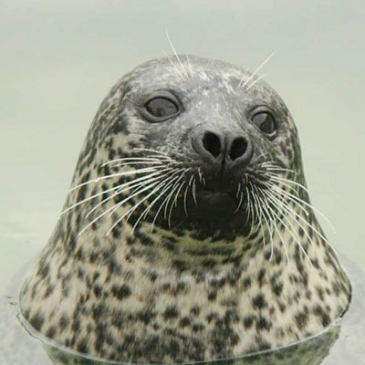 phoque.jpg